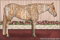 Horse Color:White Spotted Grullo Appaloosa Rabicano  Brindle