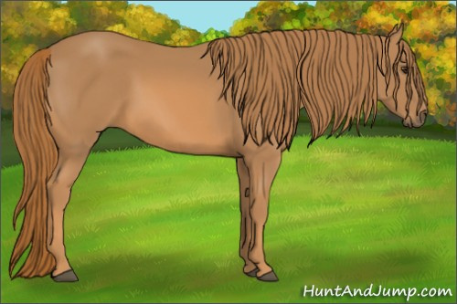 Horse Color: Chestnut 