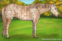 Horse Color:White Spotted Grullo Snowcap Rabicano  Brindle