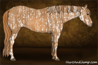 Horse Color:White Spotted Grullo Appaloosa Rabicano  Brindle