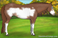 Horse Color:Liver Chestnut Splash Frame