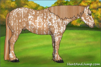 Horse Color:White Spotted Grullo Snowcap Rabicano  Brindle