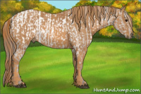 Horse Color:White Spotted Grullo Appaloosa Rabicano Brindle