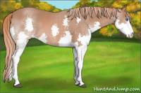 Horse Color:Liver Chestnut Splash