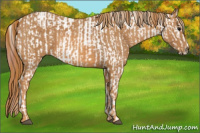 Horse Color:White Spotted Grullo Appaloosa Rabicano  Brindle