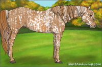 Horse Color:White Spotted Grullo Near Fewspot Rabicano  Brindle