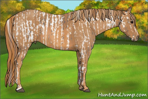 Horse Color: White Spotted Grullo Near Fewspot Rabicano  Brindle