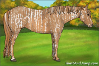 Horse Color:White Spotted Grullo Appaloosa Rabicano Brindle