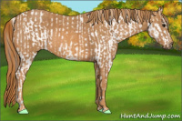 Horse Color:White Spotted Grullo Appaloosa Rabicano  Brindle