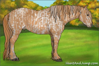 Horse Color:White Spotted Grullo Appaloosa Rabicano  Brindle