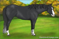 Horse Color:Black Splash 