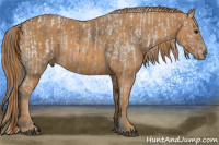 Horse Color:White Spotted Grullo Snowcap Rabicano  Brindle