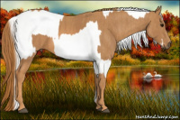 Horse Color:Silver Grullo Appaloosa Rabicano  Brindle