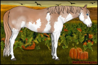 Horse Color:Liver Chestnut Splash 