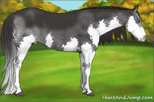Horse Color: Buckskin Splash 