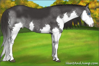 Horse Color:Buckskin Splash 