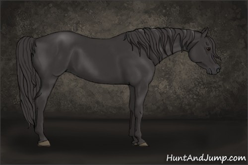 Horse Color: Buckskin 