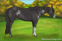 Horse Color:White Spotted Smoky Black