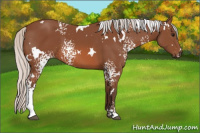 Horse Color:White Spotted Silver Bay 