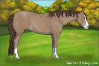 Horse Color:Classic Champagne Splash