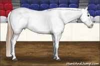 Horse Color:Buckskin Near Leopard 