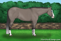 Horse Color:Buckskin Dun Splash
