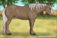 Horse Color:Silver Buckskin