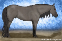 Horse Color:Buckskin Roan Dun