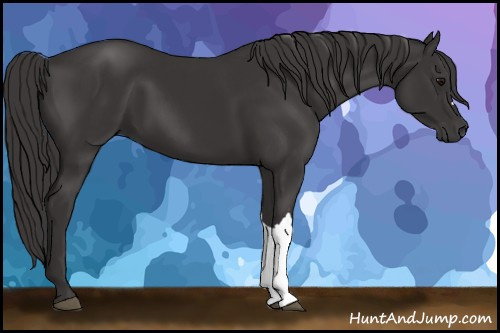Horse Color: Buckskin 