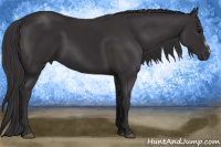 Horse Color:Buckskin Frame 