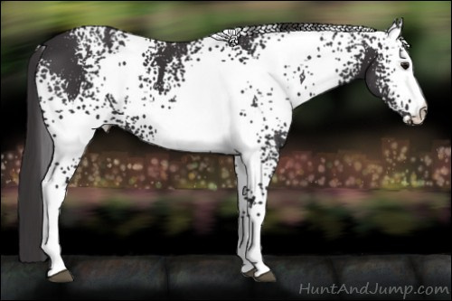 Horse Color: White Spotted Buckskin 