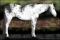 Horse Color:White Spotted Buckskin