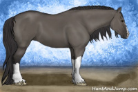 Horse Color:Buckskin Dun