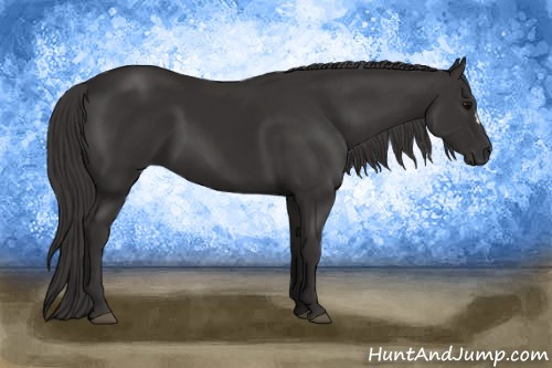 Horse Color: Buckskin 