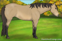 Horse Color:Buckskin 