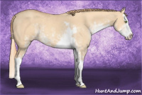 Horse Color:Gold Champagne Dun Sabino Splash 