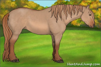Horse Color:Liver Red Dun 