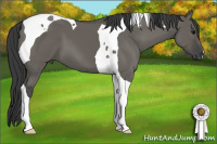 Horse Color:Grullo Tobiano
