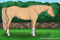 Horse Color:Palomino Dun Tobiano