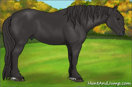 Horse Color: Buckskin 