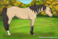 Horse Color:Buckskin 