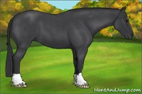 Horse Color:Blue Roan 