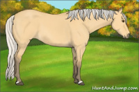 Horse Color:Silver Buckskin Dun 