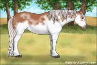 Horse Color:Silver Bay Splash Frame