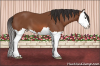 Horse Color:Bay Splash 