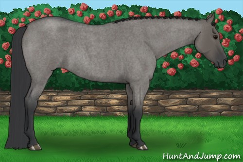 Horse Color: Grullo Roan 