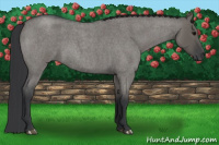Horse Color:Grullo Roan 