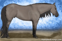 Horse Color:Buckskin Dun