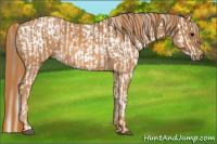 Horse Color:Brown Appaloosa  Brindle