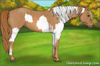 Horse Color:Brown Roan Appaloosa  Brindle